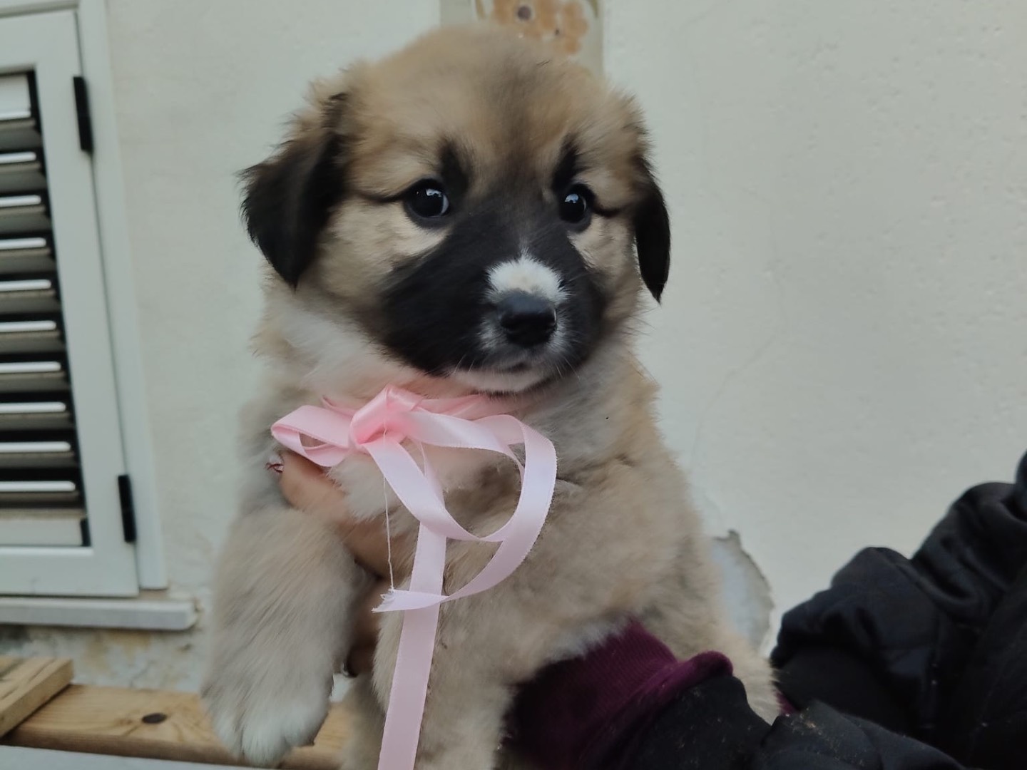 Adotta un cane, femmina, 3 mesi, Crotone