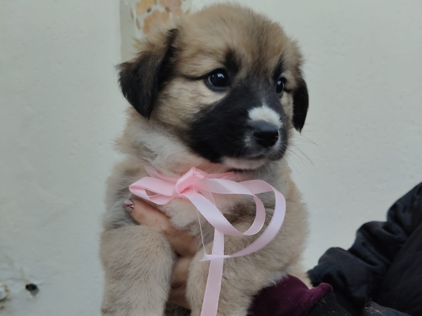 Adotta un cane, taglia media, femmina, Crotone