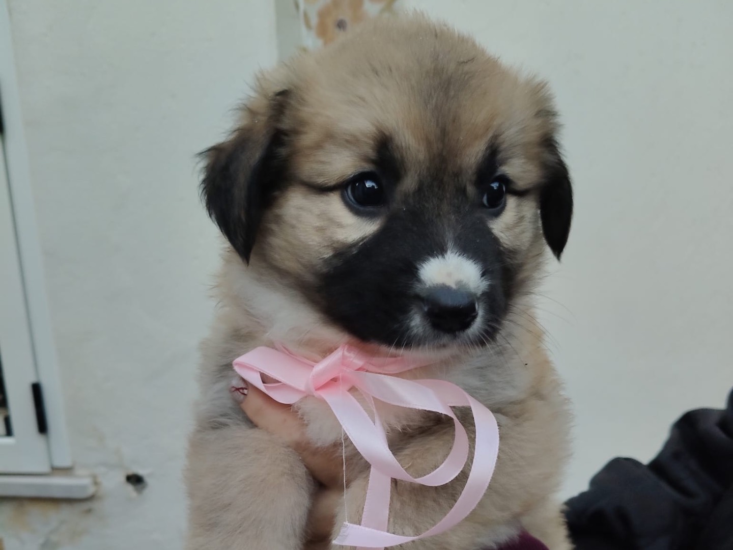 Vuoi adottare un cane a Crotone?