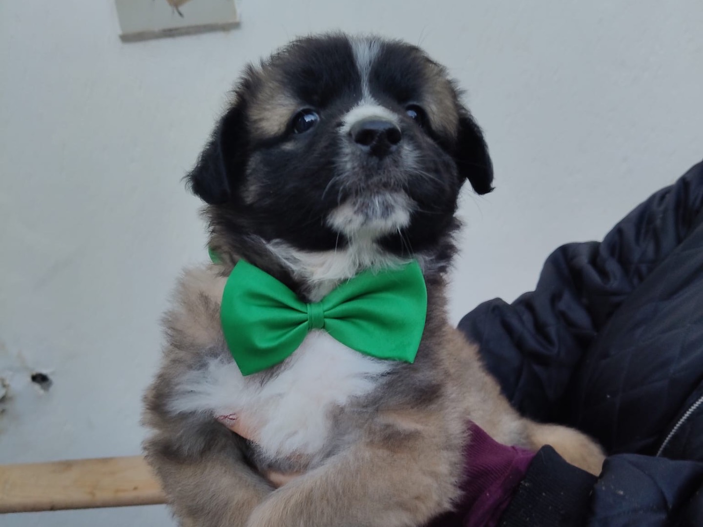 Adozione cane, maschio, Razza sconosciuta Razza sconosciuta, 3 mesi, taglia media, Crotone