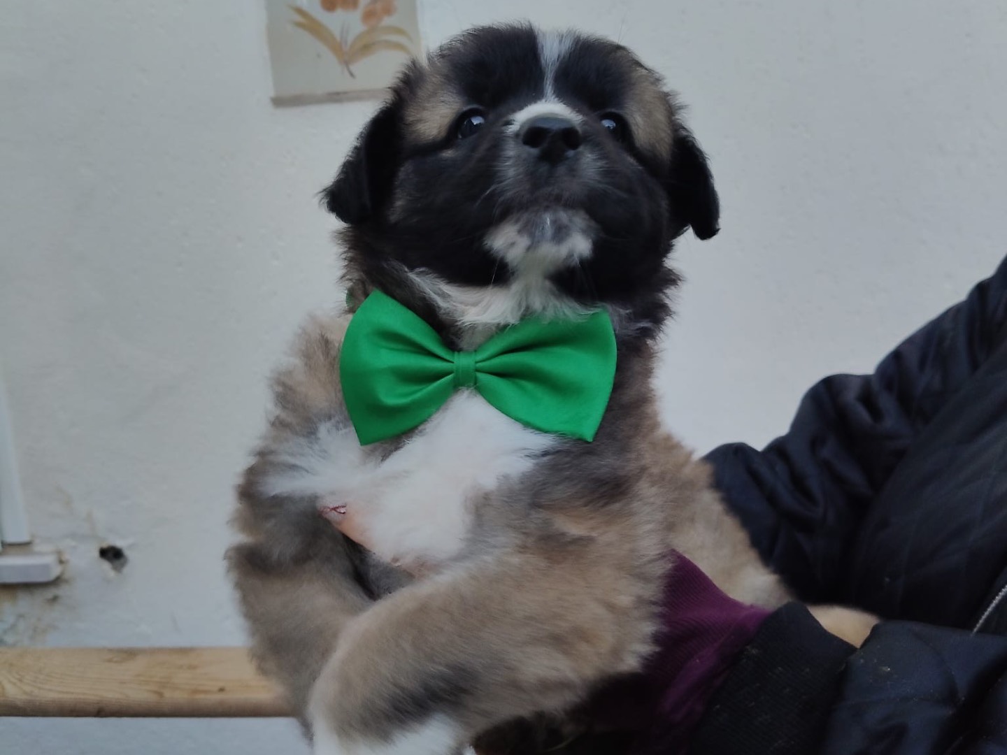 Adotta un cane, maschio, 3 mesi, Crotone