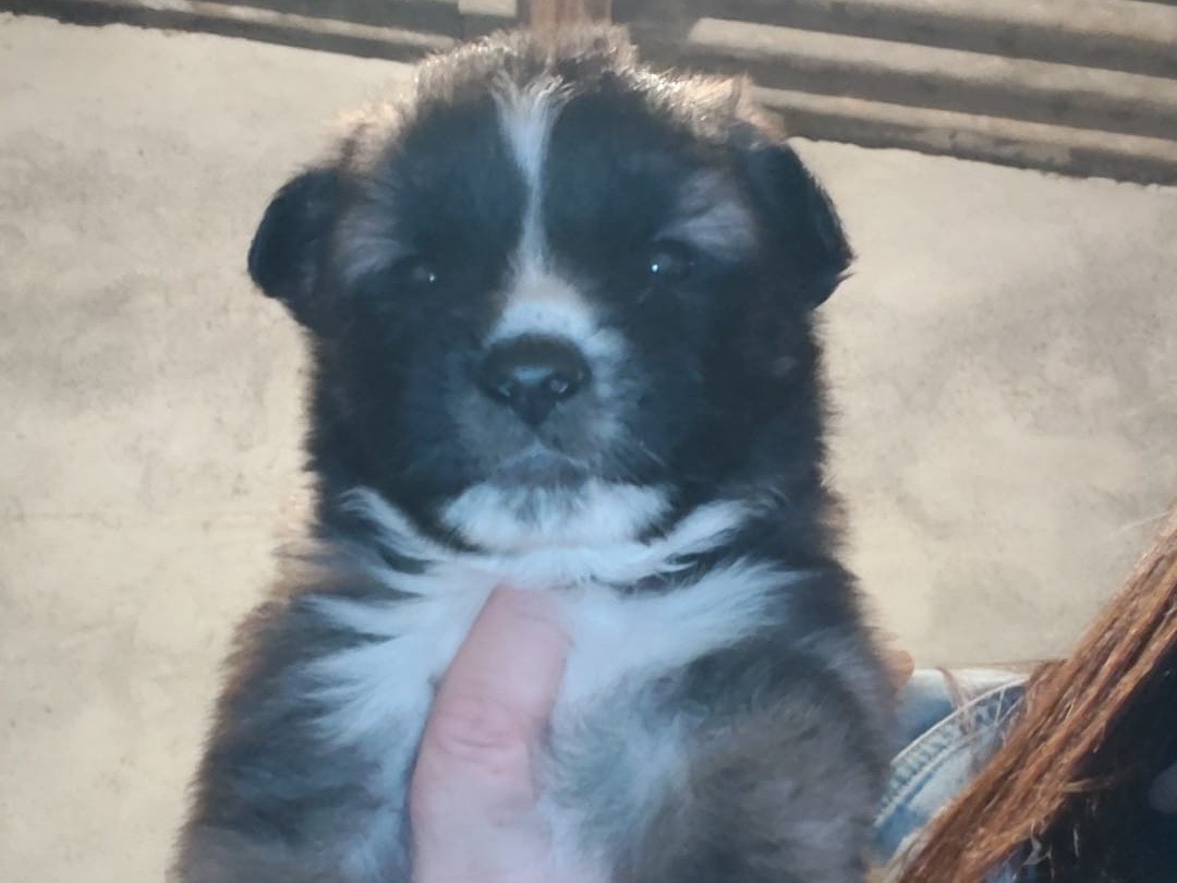 Adotta un cane, taglia media, maschio, Crotone