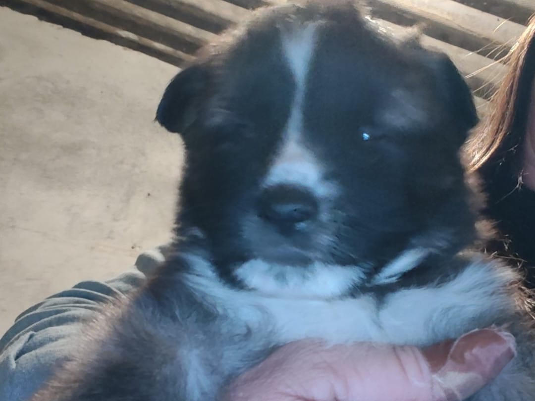 Vuoi adottare un cane a Crotone?