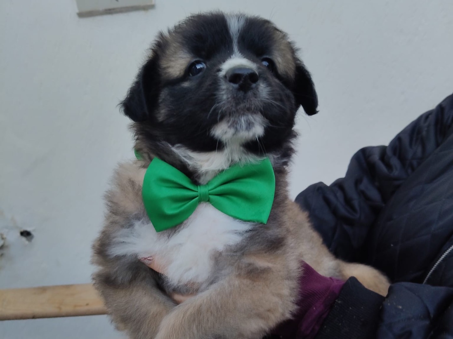 Adotta il cane TONI a Crotone