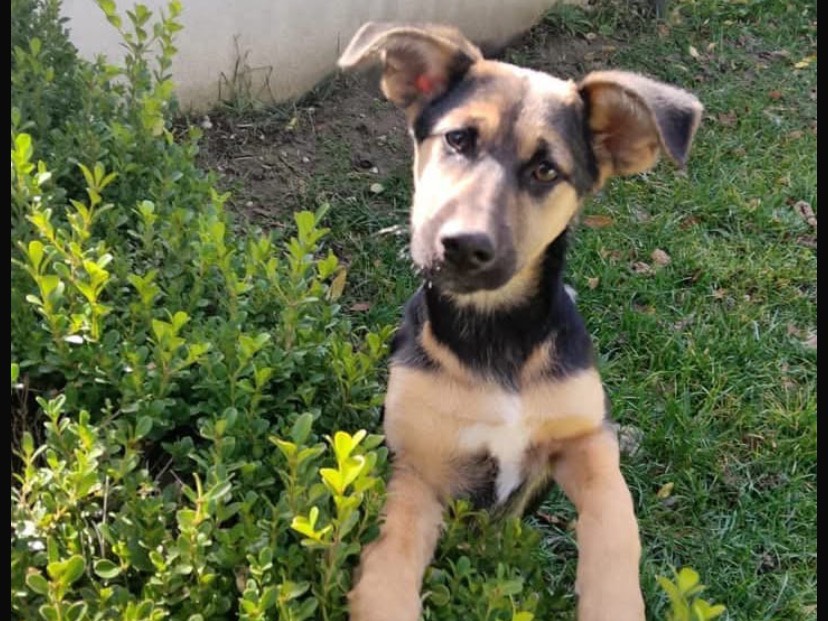 Adozione cane, femmina, Pastore tedesco Razza sconosciuta, 4 mesi, taglia media, Avellino