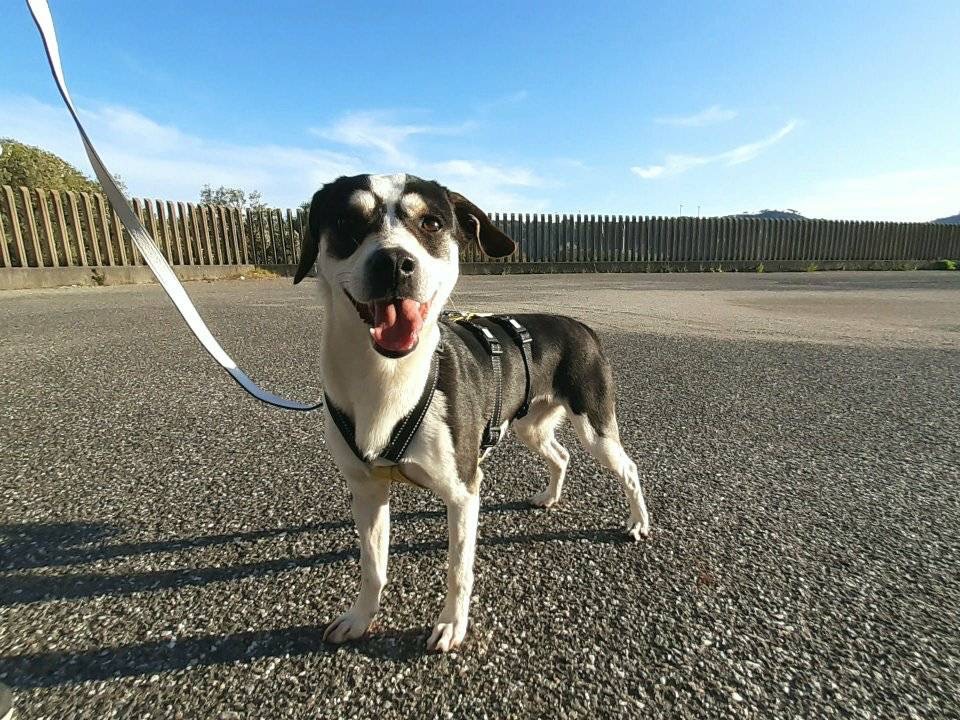 Vuoi adottare un cane a Milano?