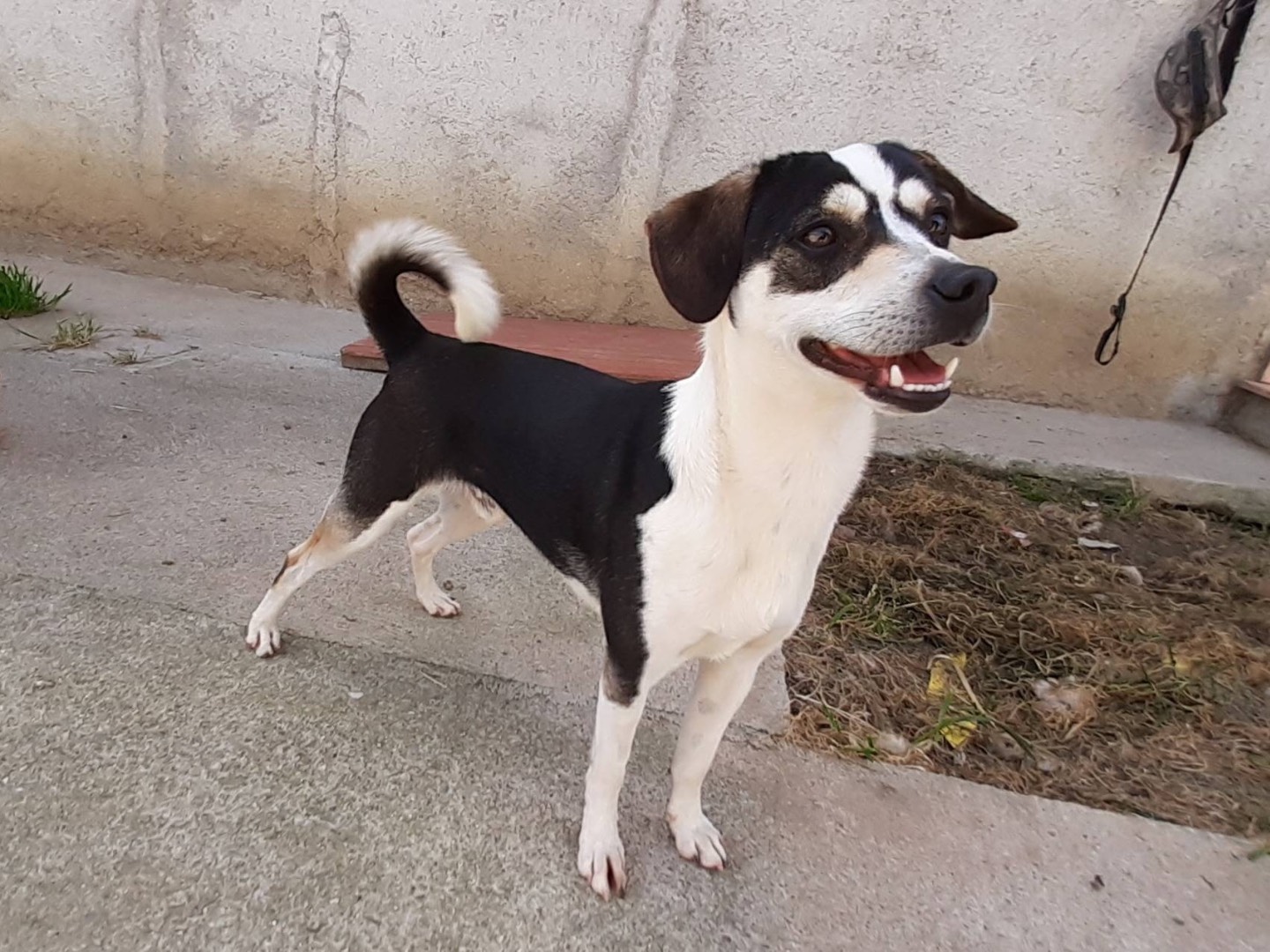 Adotta il cane Ugo a Milano