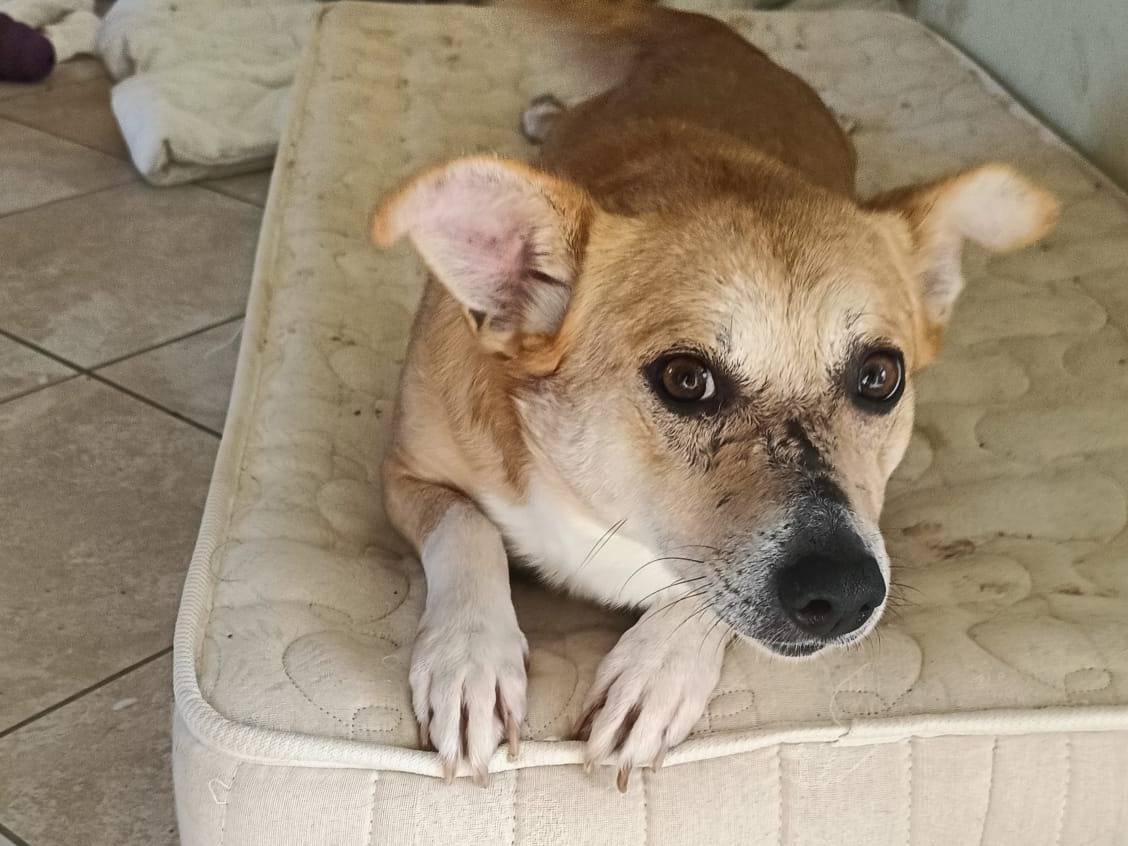 Adozione cane, maschio, Razza sconosciuta Razza sconosciuta, 4 anni e 3 mesi, taglia media contenuta, Avellino