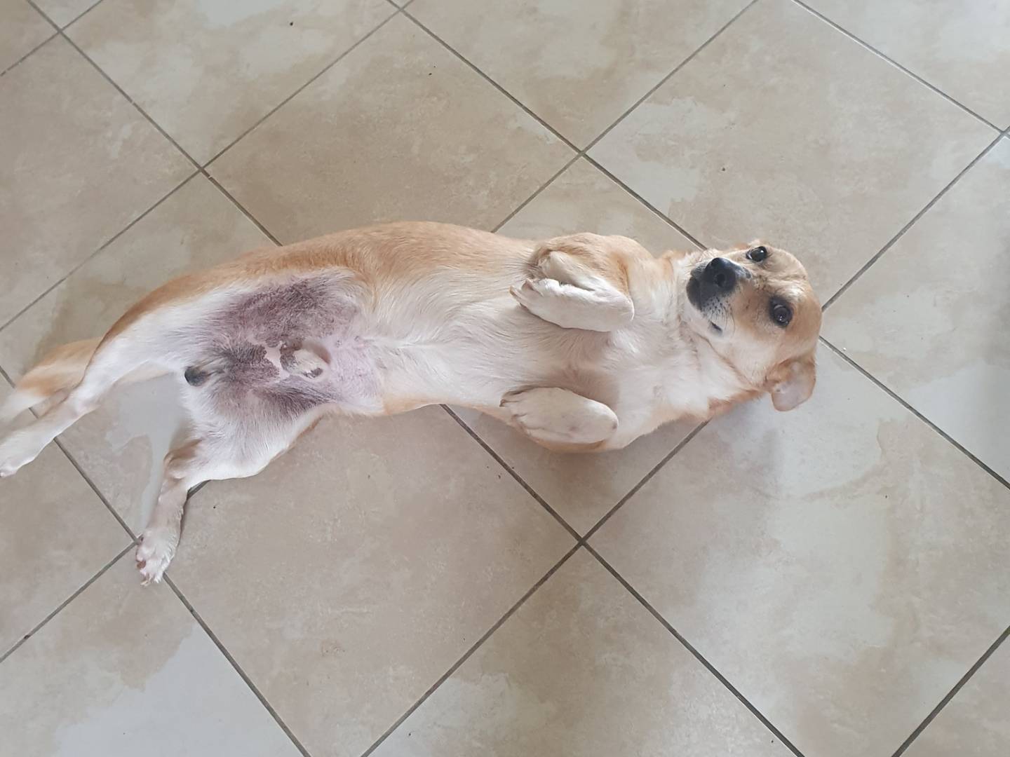 Adotta un cane, maschio, 4 anni e 3 mesi, Avellino