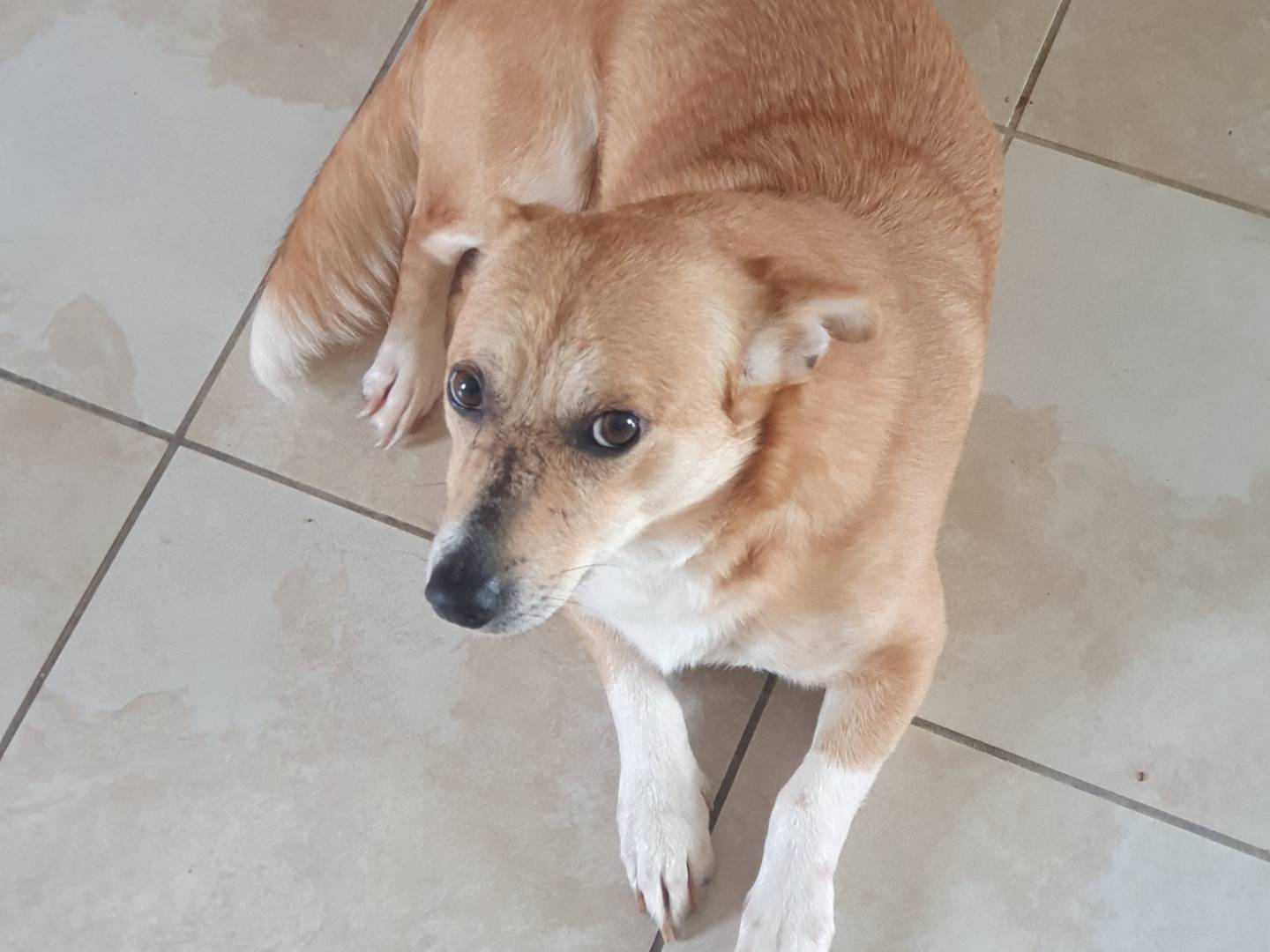 Adotta un cane, taglia media contenuta, maschio, Avellino