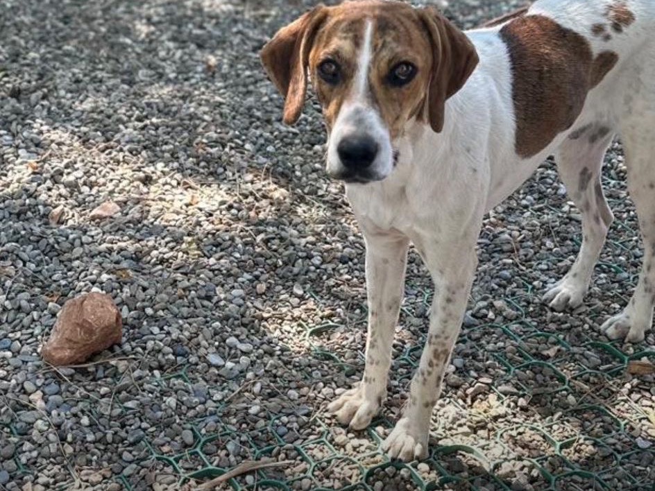 Adotta un cane, taglia media, maschio, Taranto