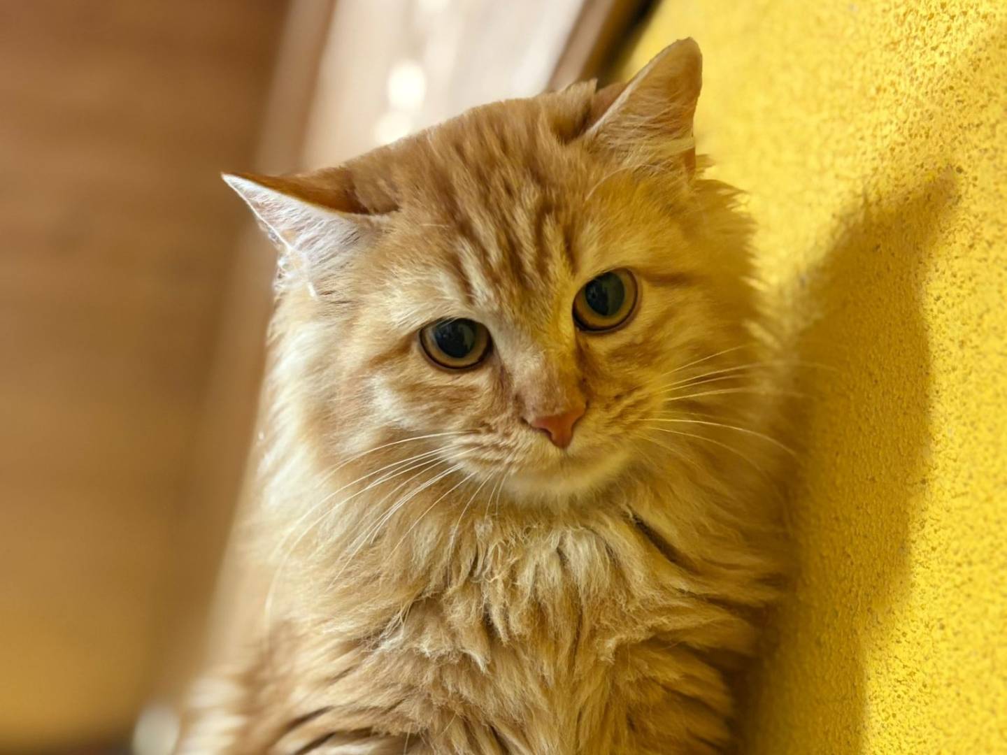 Adozione gatto, femmina, Razza sconosciuta Razza sconosciuta, 7 mesi, taglia non valida, Asti