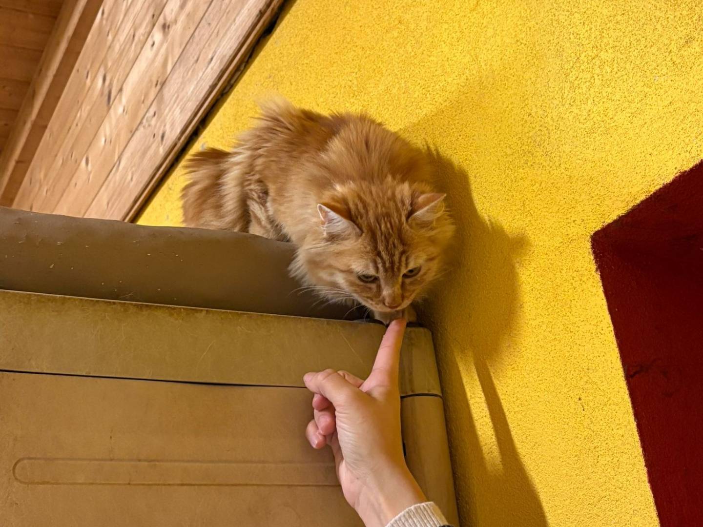 Adotta un gatto, femmina, 7 mesi, Asti