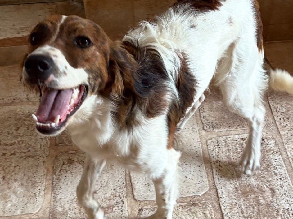 Adozione cane, maschio, Razza sconosciuta Razza sconosciuta, 11 mesi, taglia media, Taranto