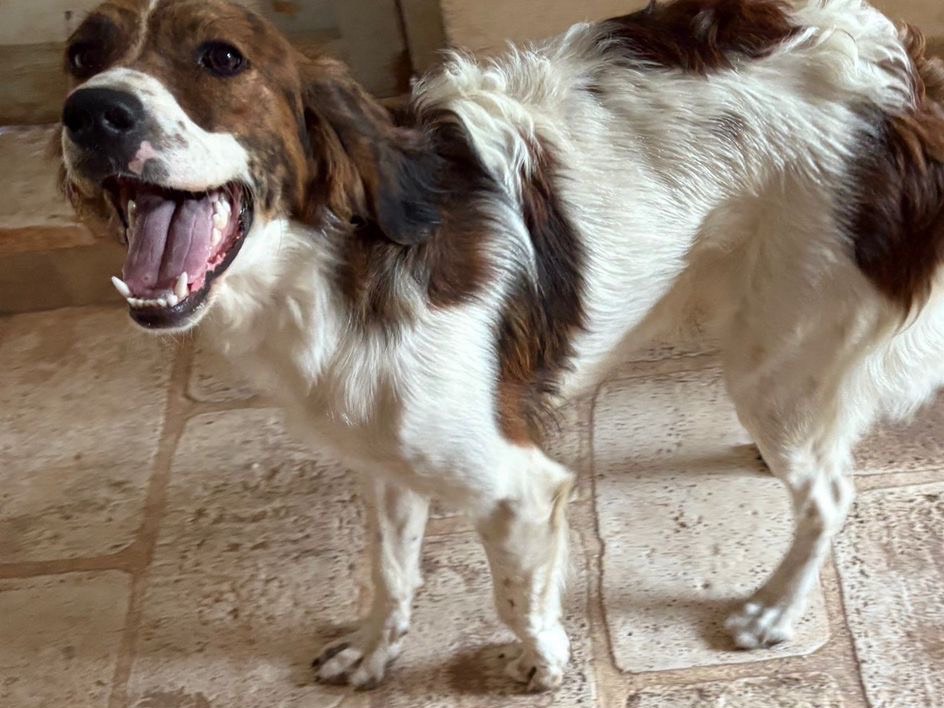 Adotta un cane, maschio, 11 mesi, Taranto