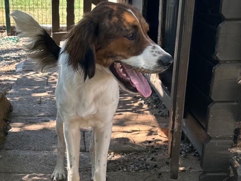 Adotta un cane, taglia media, maschio, Taranto