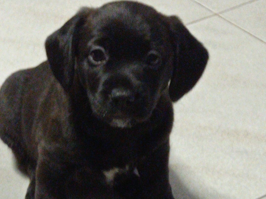 Adozione cane, femmina, Bassotto Razza sconosciuta, 3 mesi, taglia piccola, Potenza