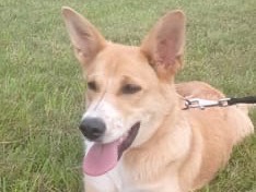 Adozione cane, femmina, Razza sconosciuta Razza sconosciuta, 11 mesi, taglia media contenuta, Belluno