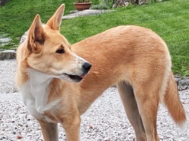Adotta un cane, femmina, 11 mesi, Belluno