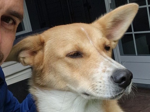 Vuoi adottare un cane a Belluno?