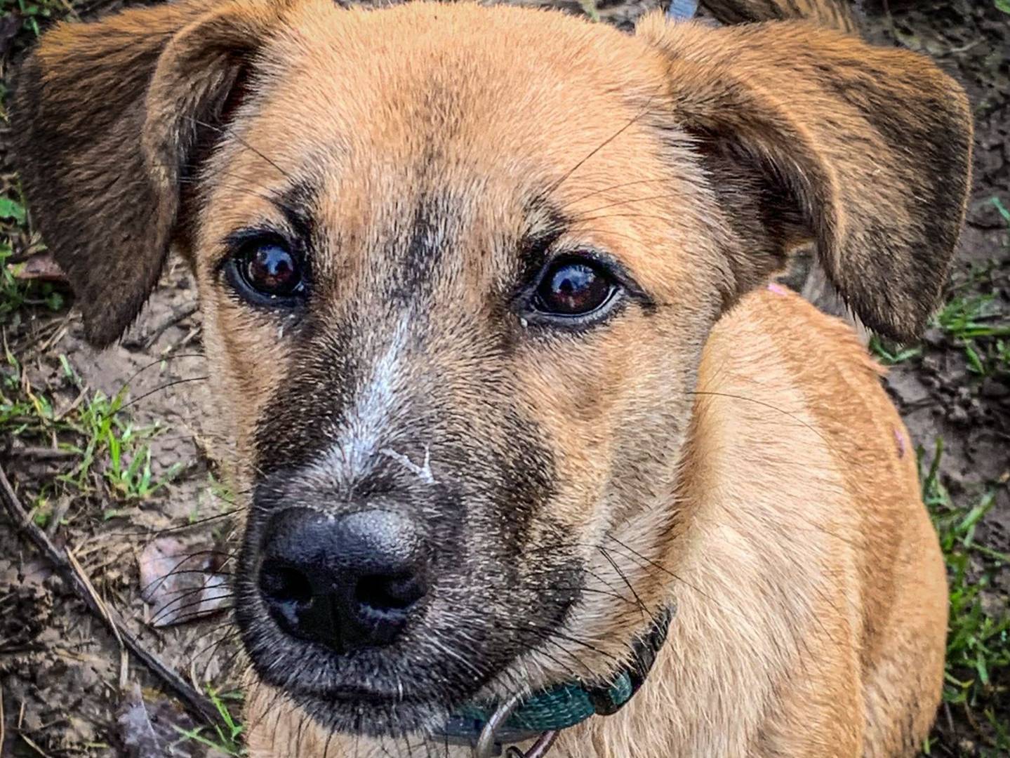 Adozione cane, femmina, Pastore Belga Malinois Razza sconosciuta, 5 mesi, taglia grande, Milano