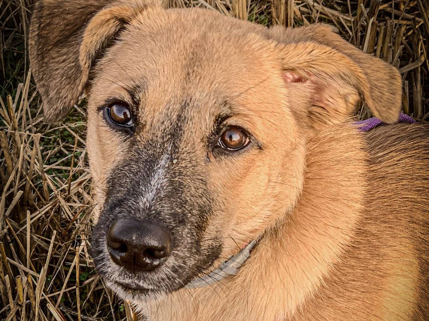 Adotta un cane, femmina, 5 mesi, Milano