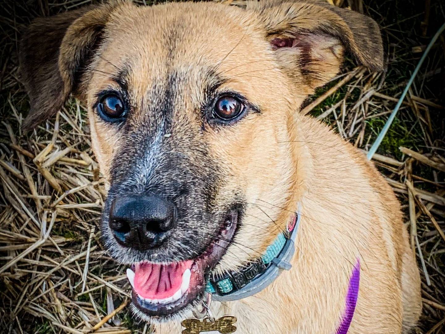Adotta un cane, taglia grande, femmina, Milano