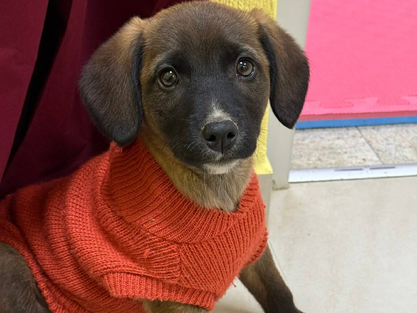 Adozione cane, femmina, Razza sconosciuta Razza sconosciuta, 3 mesi, taglia media, Firenze