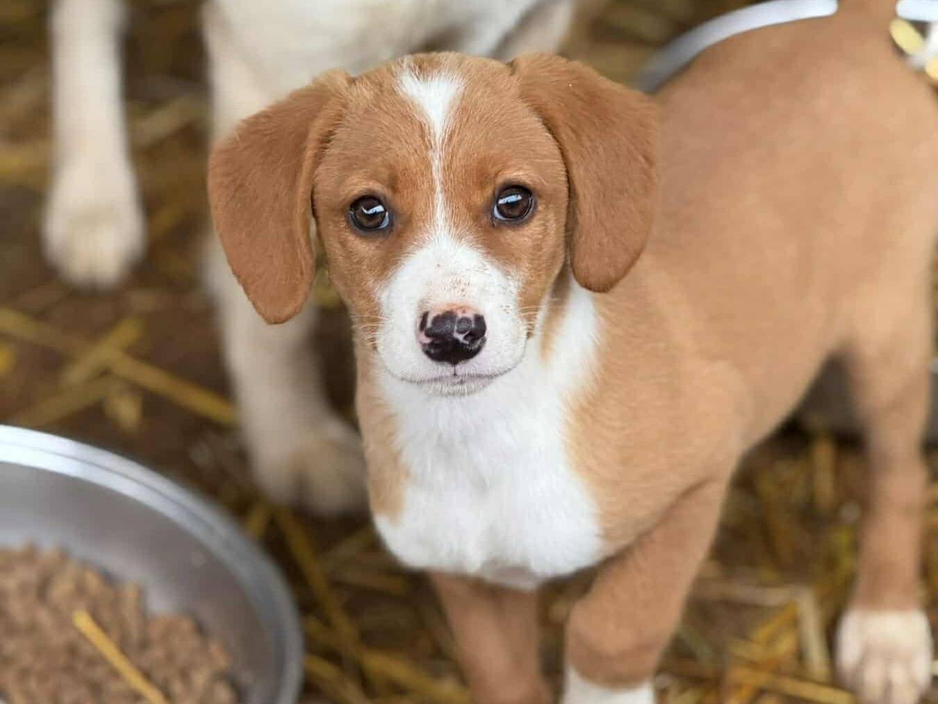 Adotta un cane, femmina, 3 mesi, Firenze