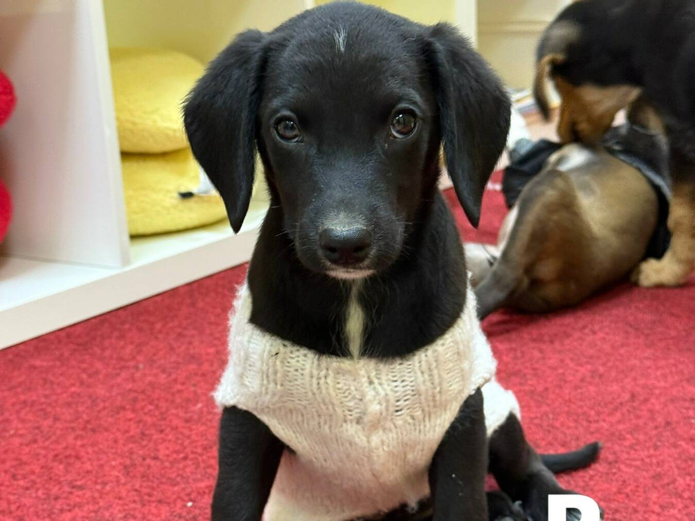 Adotta un cane, taglia media, femmina, Firenze