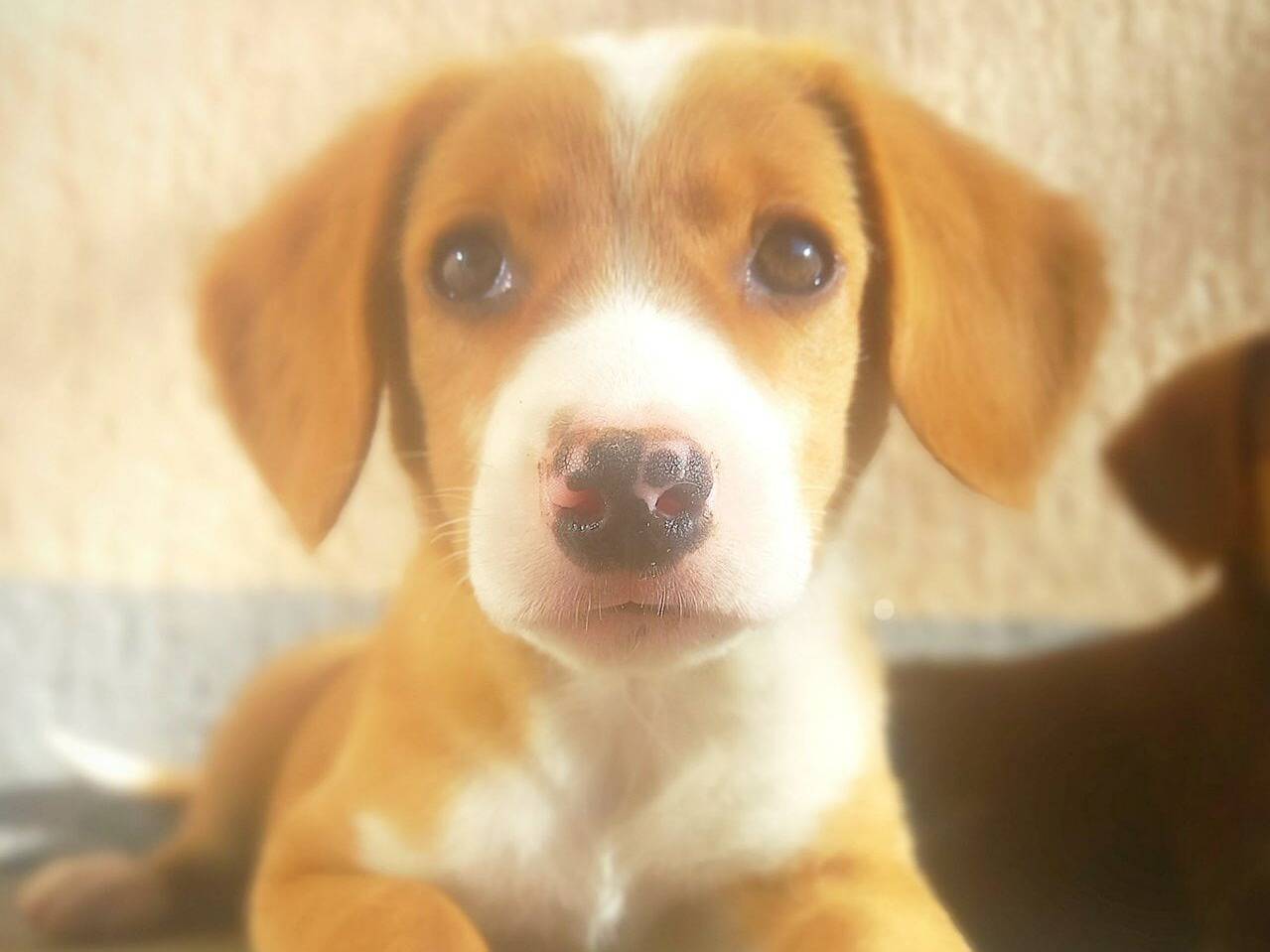 Vuoi adottare un cane a Firenze?