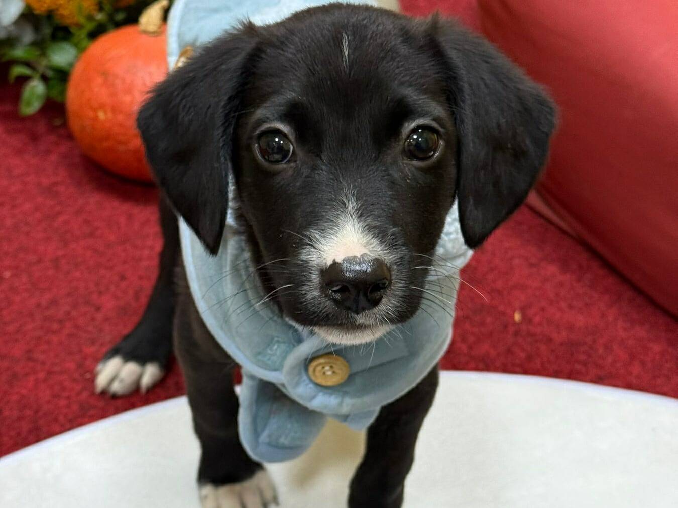 Adozione cane, maschio, Razza sconosciuta Razza sconosciuta, 3 mesi, taglia media, Firenze