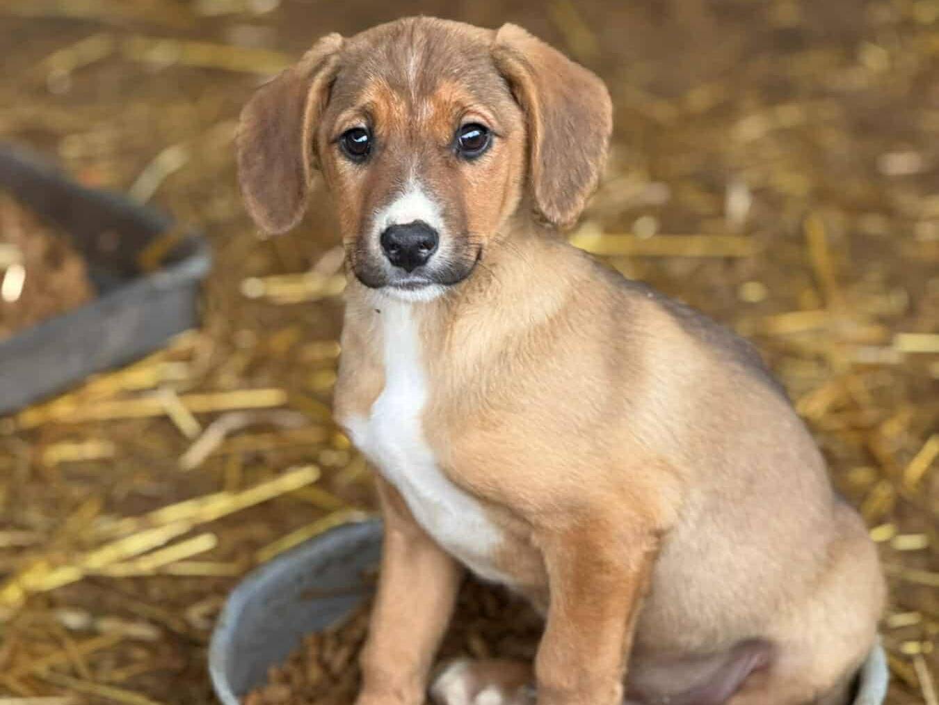 Adotta un cane, maschio, 3 mesi, Firenze