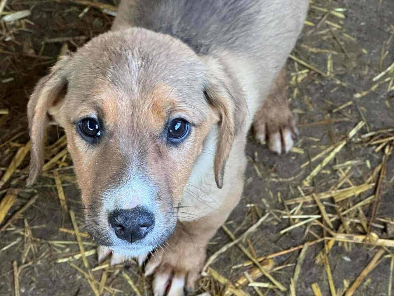 Adotta un cane, taglia media, maschio, Firenze