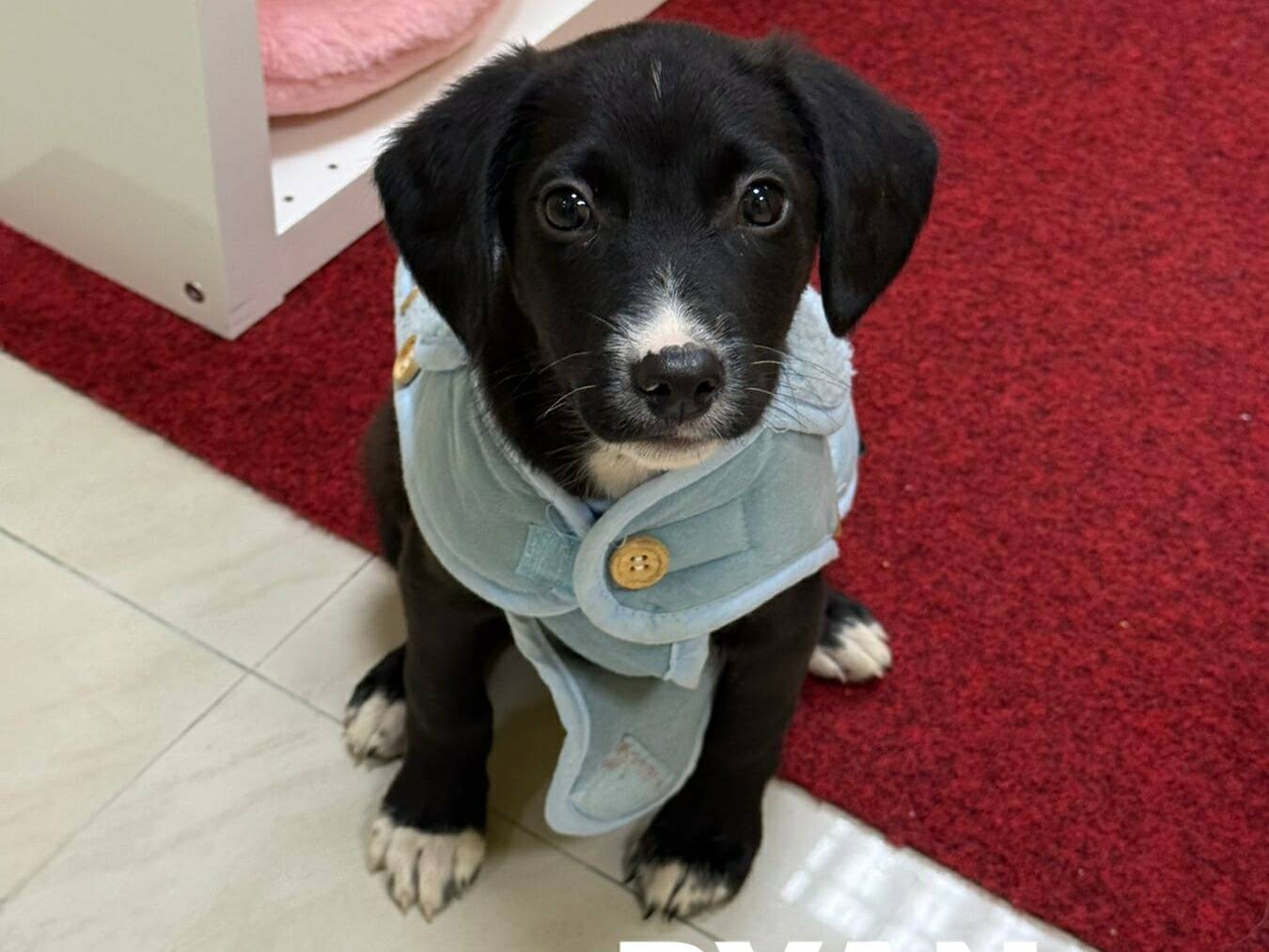 Vuoi adottare un cane a Firenze?