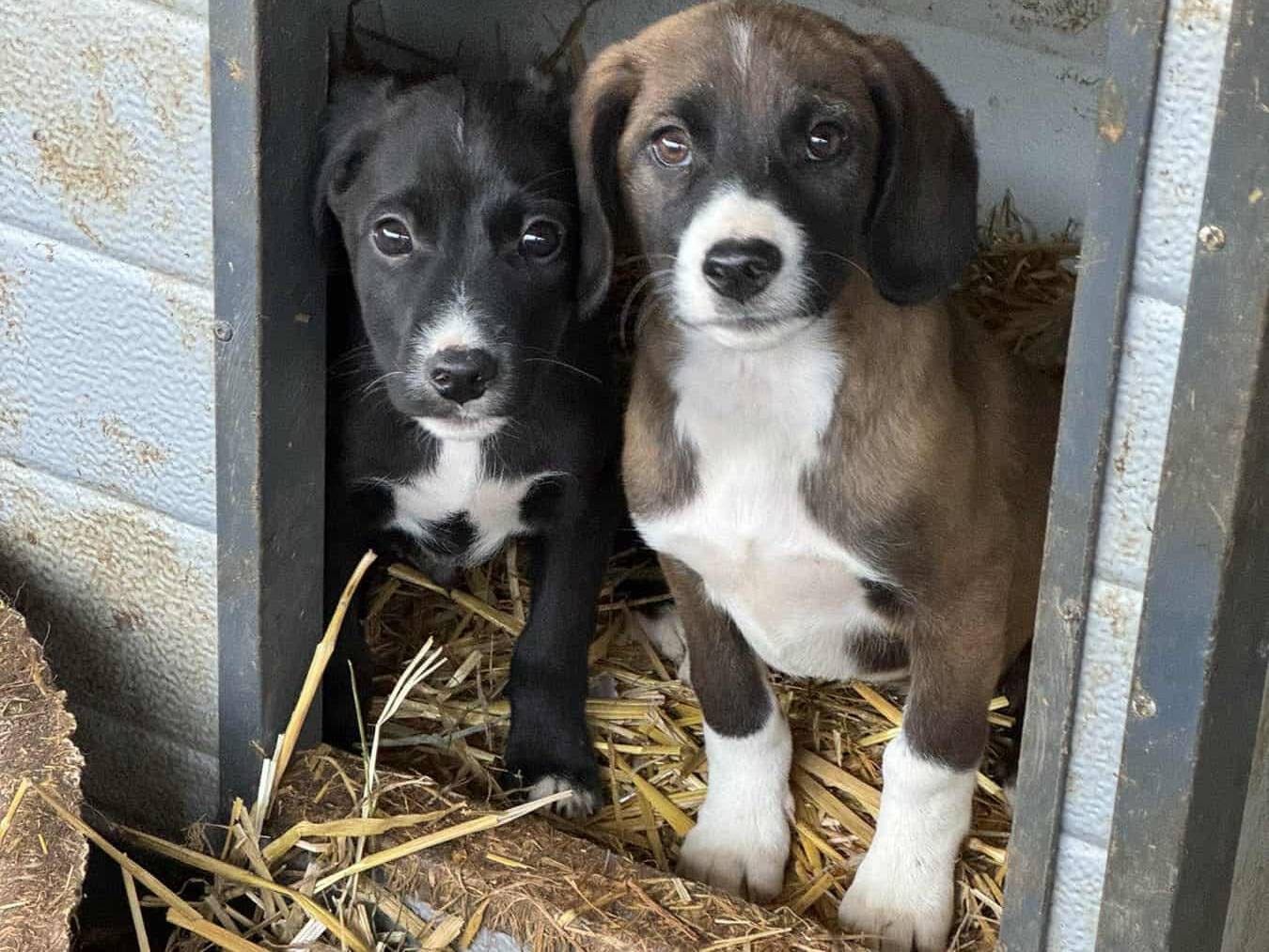 Adotta il cane RYAN e CARMILLO a Firenze