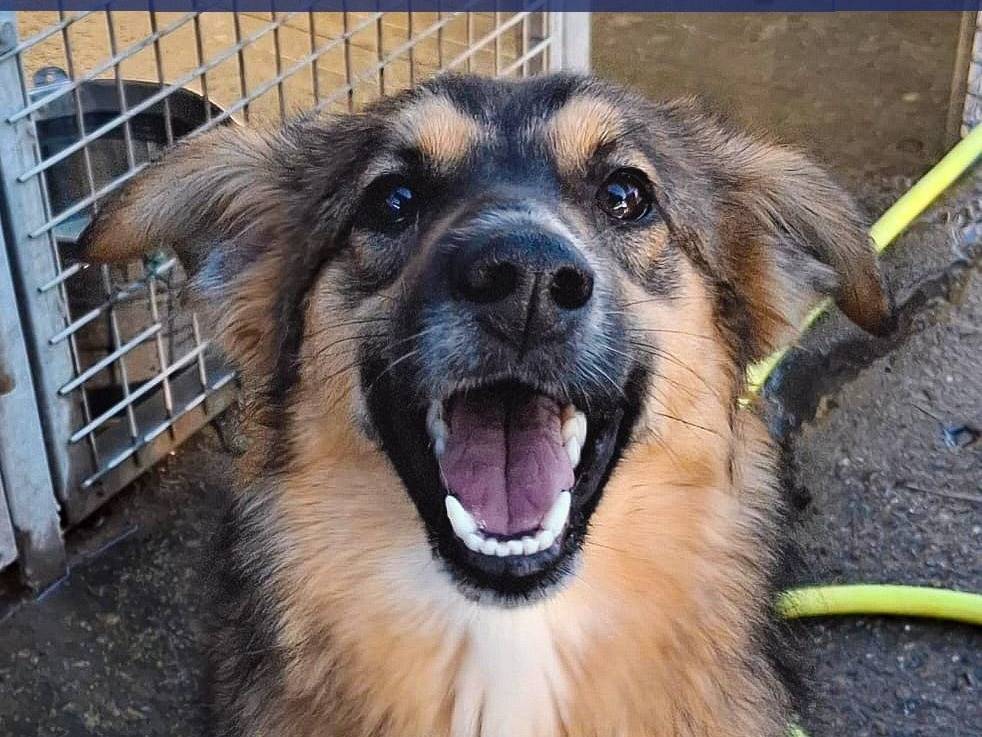 Adozione cane, femmina, Razza sconosciuta Razza sconosciuta, 9 mesi, taglia media, Crotone