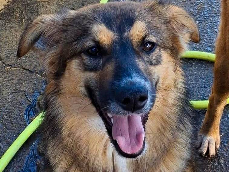 Adotta un cane, femmina, 9 mesi, Crotone