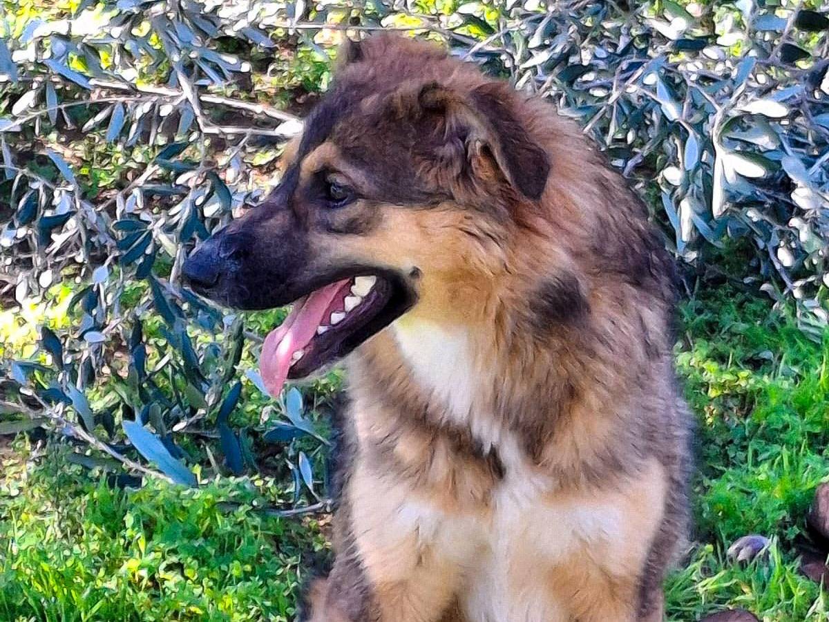 Adotta un cane, taglia media, femmina, Crotone