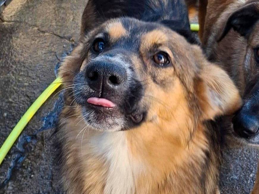 Vuoi adottare un cane a Crotone?