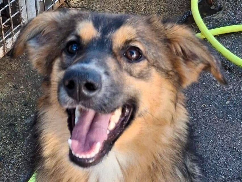 Adotta il cane Brenda a Crotone