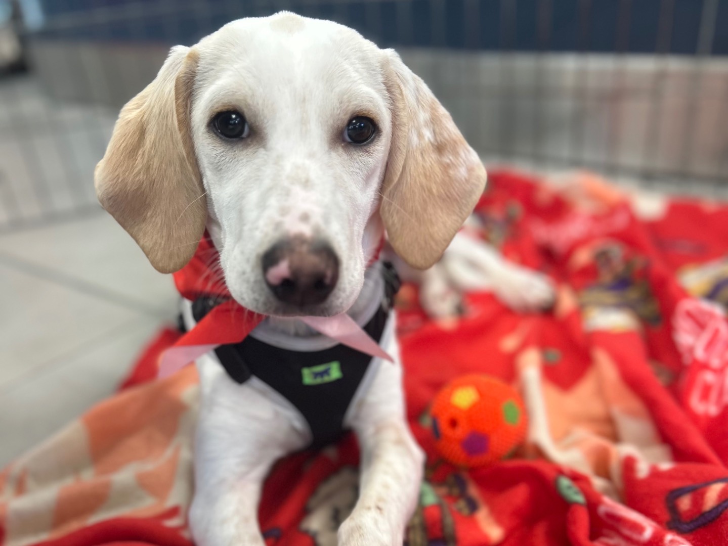 Adozione cane, maschio, Razza sconosciuta Razza sconosciuta, 4 mesi, taglia media, Sud