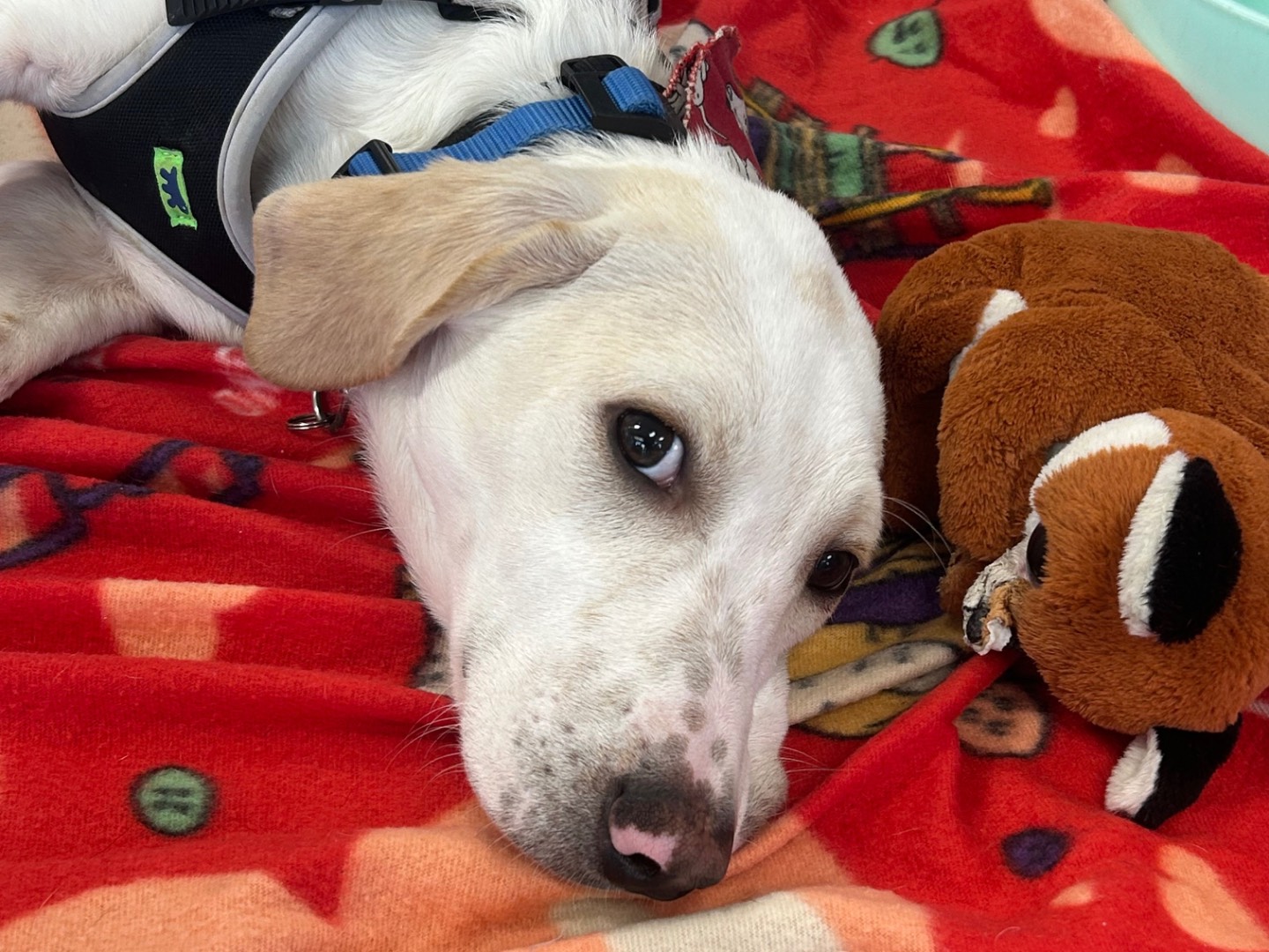 Adotta un cane, maschio, 4 mesi, Sud