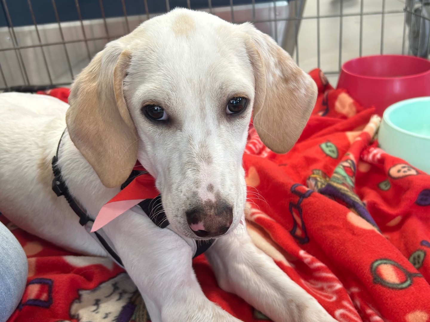 Adotta un cane, taglia media, maschio, Sud