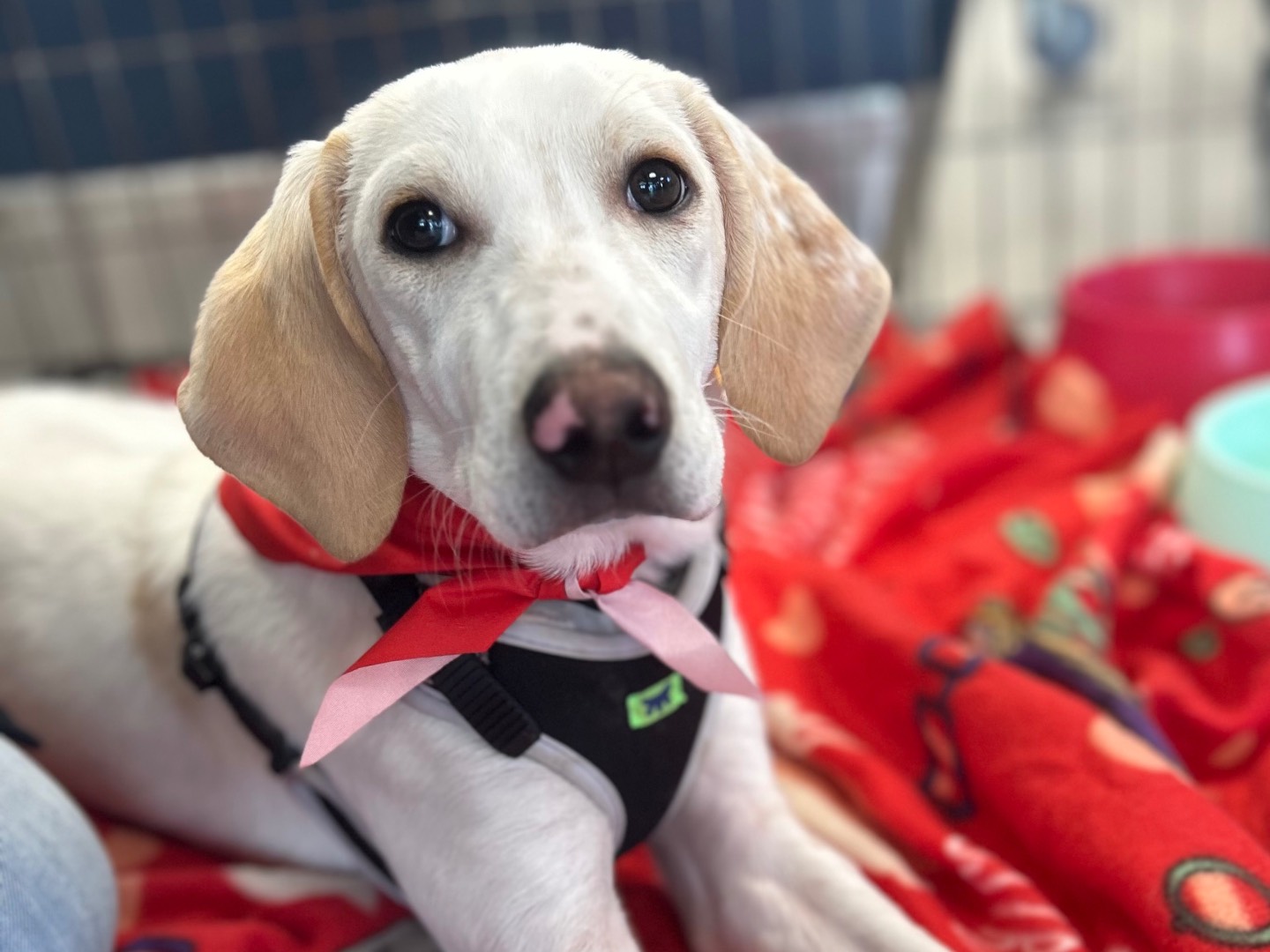 Vuoi adottare un cane a Sud?