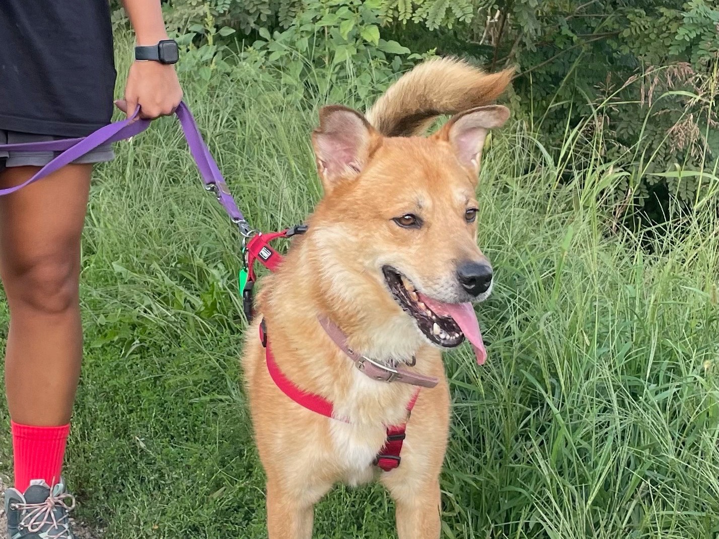 Adotta un cane, maschio, 6 anni e 11 mesi, Milano