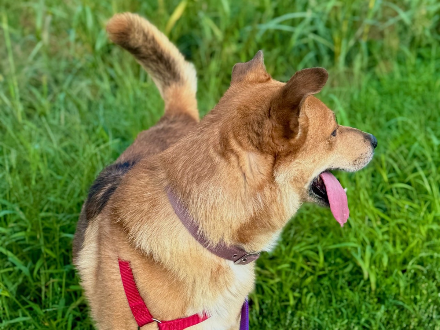 Vuoi adottare un cane a Milano?