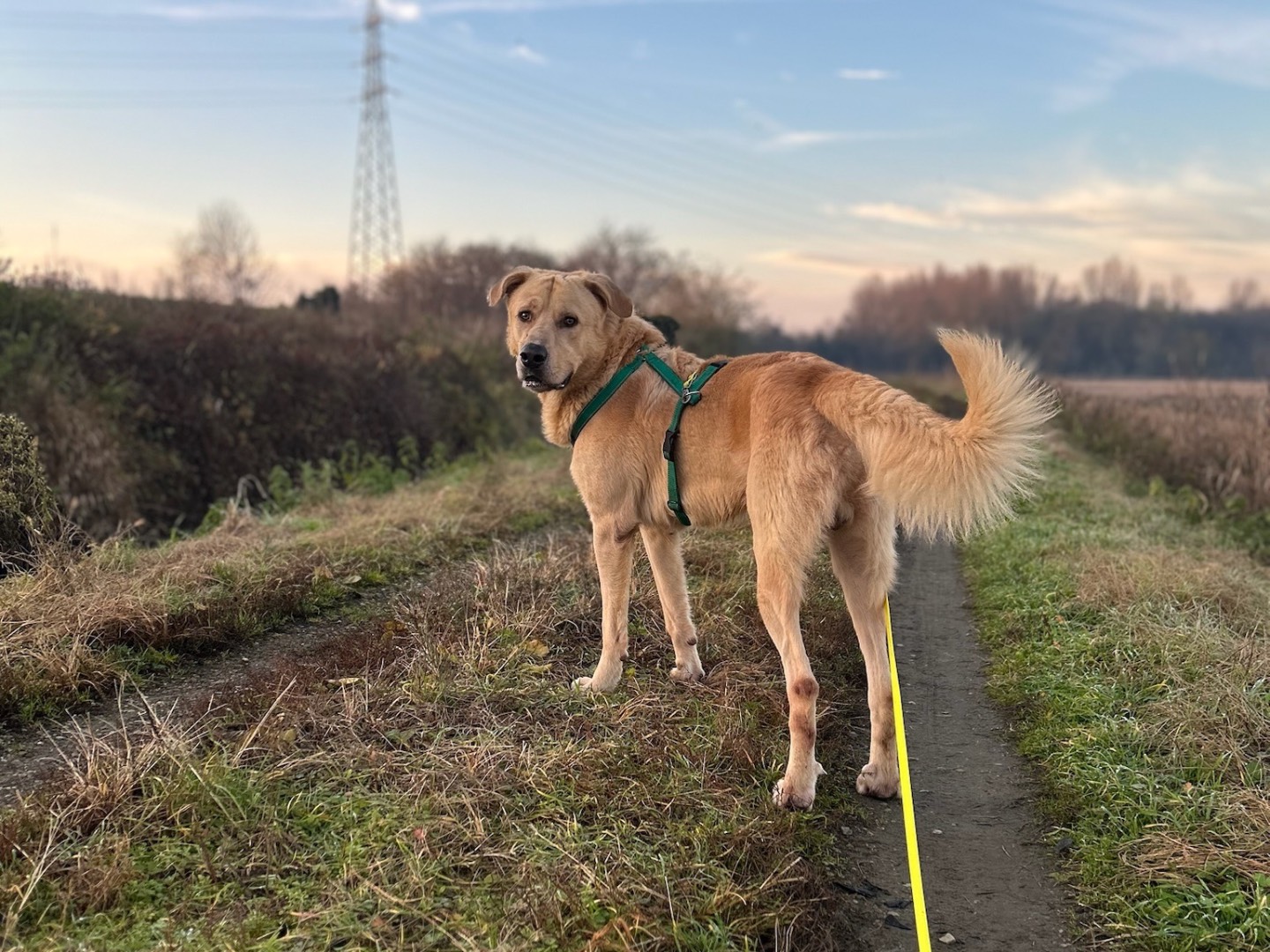 Vuoi adottare un cane a Milano?