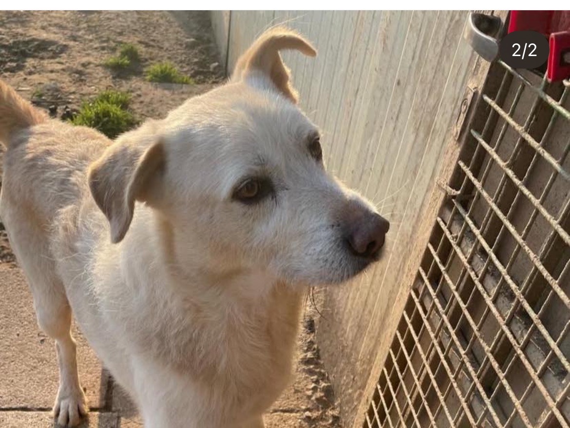 Adotta un cane, maschio, 8 anni e 11 mesi, Milano