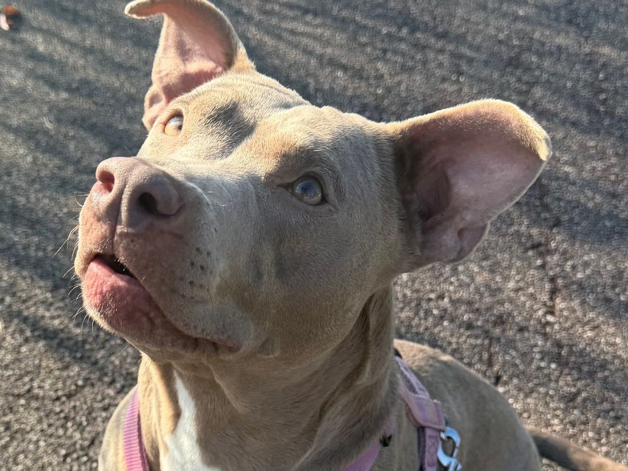 Vuoi adottare un cane a Milano?